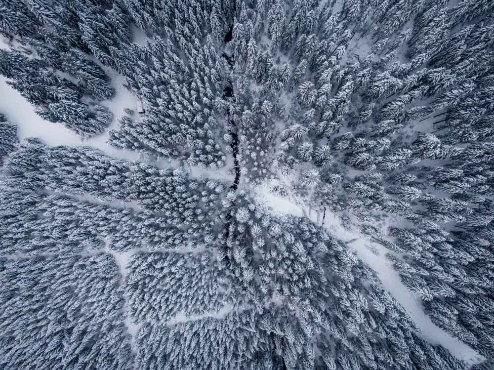 aerial photography of snow covered trees